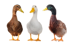 adsoft_direct_local_marketing_automation_duck_dynasty